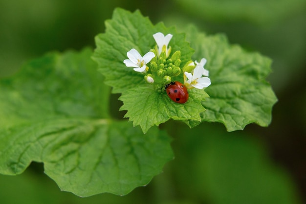 Marienkäfer sitzt auf einem grünen Blatt