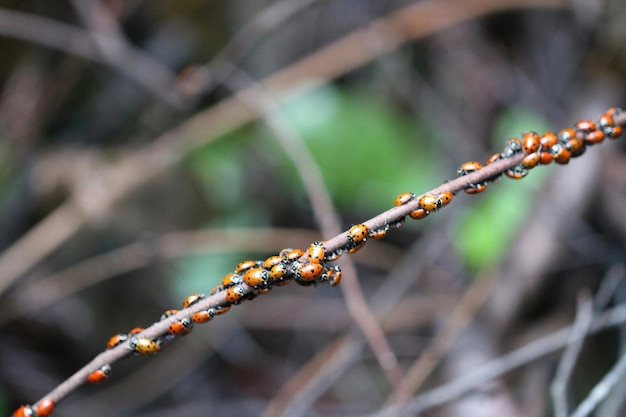 Marienkäfer