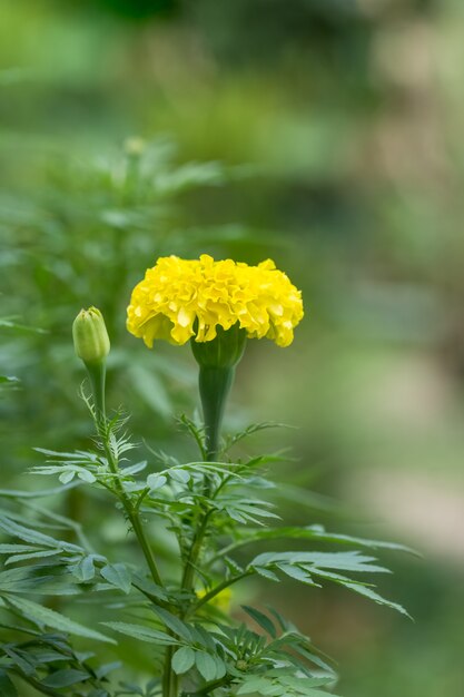 Marigold amarelo