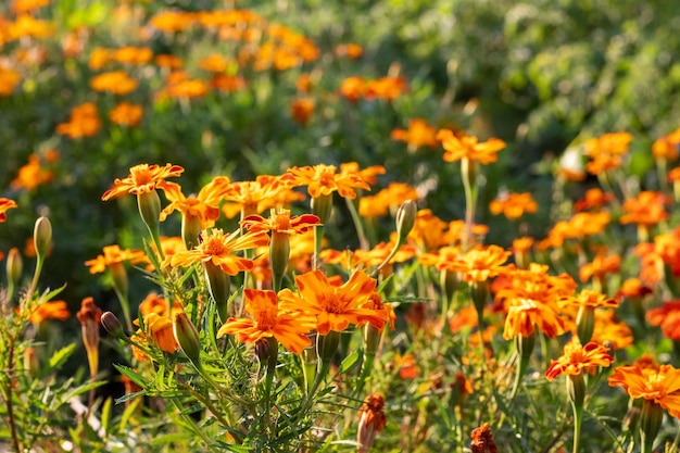 Marigold blüht im Gartenbett