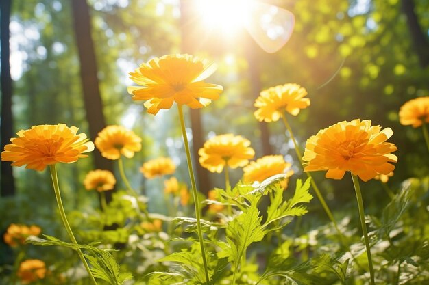 Marigold flower waltz dança de pétalas iluminadas pelo sol