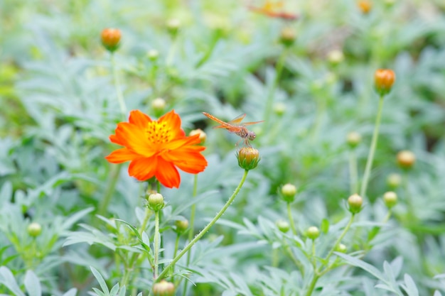 Foto marigold francês flor amarela tagetes patula