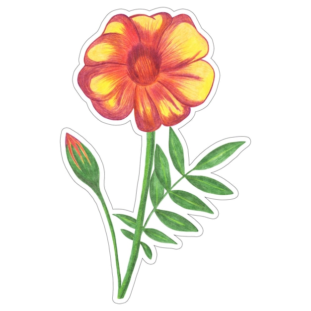 Marigold rojo con hojas verdes pegatina aislada sobre fondo blanco elemento de flor de marigold dibujado con lápiz de color