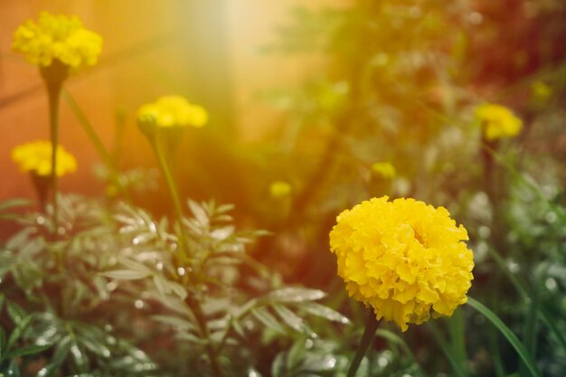 Marigold Tagetes erecta L Hermosas flores están floreciendo con un amarillo brillante con hojas verdes