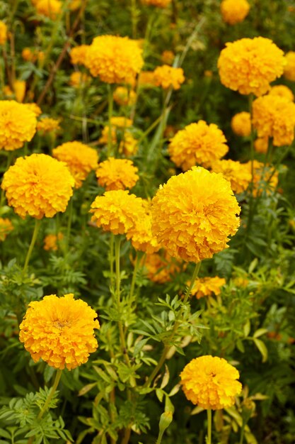 Marigold (Tagetes) flores en el jardín