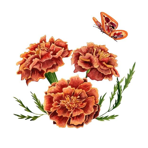 Marigold también conocido como diseño de ilustración de acuarela de flores de tagetes sobre fondo blanco