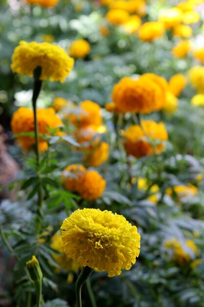 Marigold