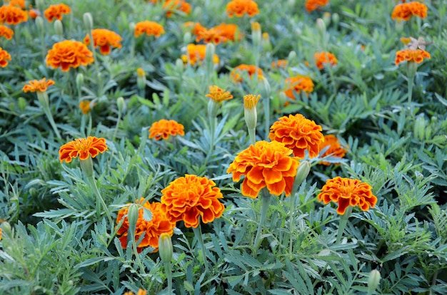 Marigold