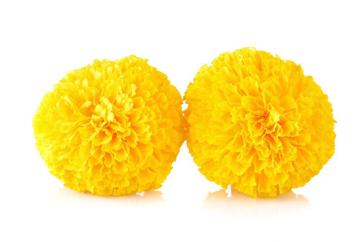 Marigoldblüte auf Weiß