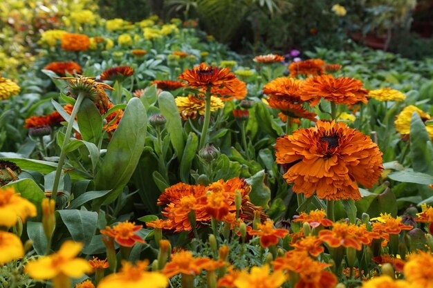 Foto marigoldblumen blühen im garten