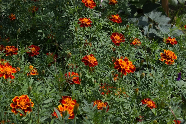 Marigoldblumen Tagetes türkische Nelke Imeretianischer Safran im Garten