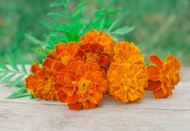 Marigolds ou Tagetes erecta Marigold em uma mesa de madeira Espaço vazio para texto