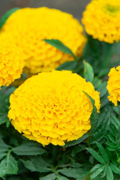 Marigolds tagetes erecta calêndula mexicana calêndula asteca calêndula africana no jardim