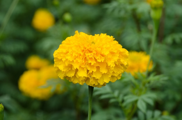 Marigolds (Tagetes erecta)