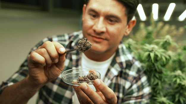 Foto marihuana-bauer testet marihuana-knospen in einer heilenden marihuana-farm