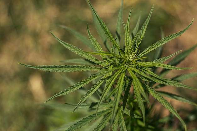 Marihuana-Blatt auf Bokeh-Hintergrund Marihuna für medizinische ZweckeCBD-Hanfpflanze