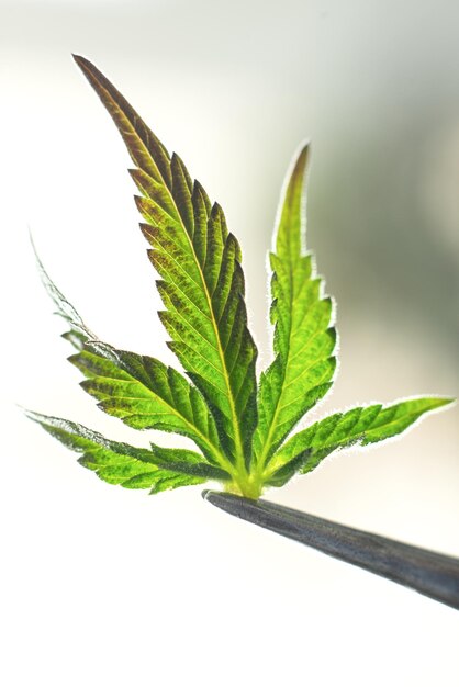 Marihuana-Blatt