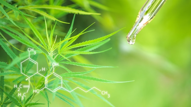 Marihuana.Cannabis CBD-Ölextrakte in Kräuter- und Blättergläsern. Konzept medizinisches Marihuana.