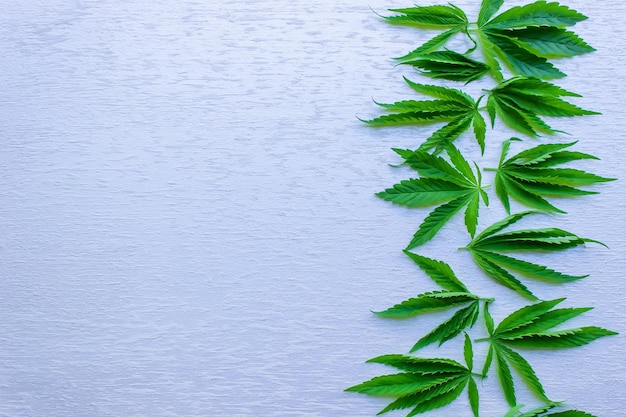 Marihuana-Cannabis hinterlässt weißen, leeren Hintergrund Floraler Hintergrund-Minimalismus