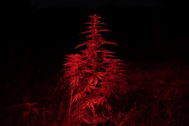 Marihuana-Cannabispflanze im Rotlicht