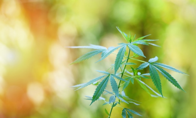 La marihuana deja el árbol de la planta de cannabis que crece en la naturaleza fondo verde