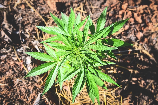 La marihuana deja el árbol de la planta de cannabis que crece en una olla sobre la naturaleza fondo verde Hoja de cáñamo para extraer la salud médica natural