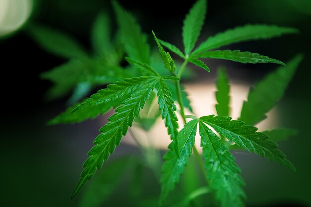La marihuana deja crecimiento en la granja. Árbol de cannabis de hoja verde. Producción farmacéutica de plantas naturales para el concepto de medicina alternativa contra el cáncer.