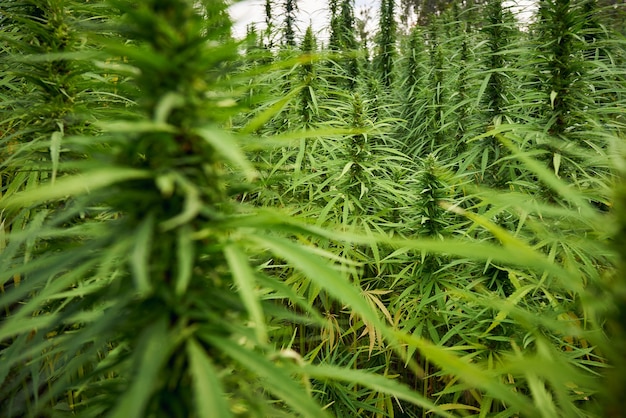 La marihuana deja plantas de cannabis en el fondo de la granja.