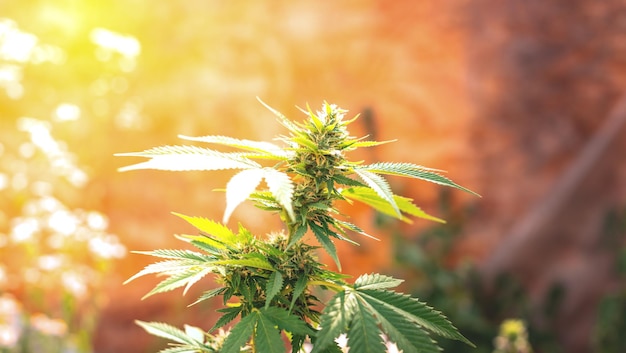 Marihuana floreciente Cultivo de cannabis Hoja de una planta medicinal Cosecha de una maceta índica floreciente con hierbas naturales