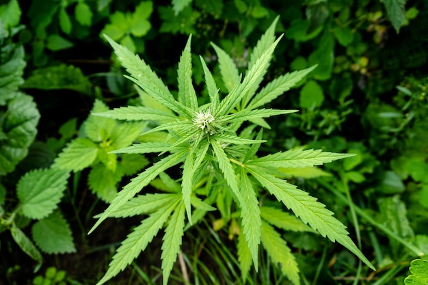 Marihuana floreciente verde al aire libre brote de cannabis verde joven