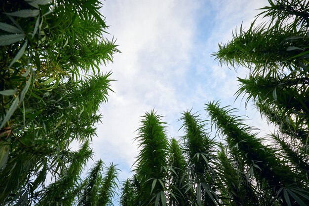 Marihuana hinterlässt Cannabispflanzen im Farmhintergrund