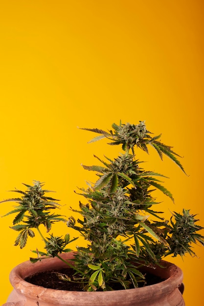 Marihuana-Pflanze auf gelbem Hintergrund