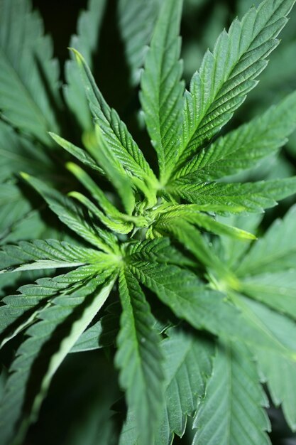 Marihuana-Pflanze in der Nähe des modernen Hintergrunds für den Anbau von medizinischem Cannabis indica super Zitronen-Hase-Abdrucke