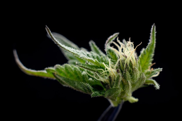 Marihuana-Pflanze medizinisches Cannabis-Unkraut