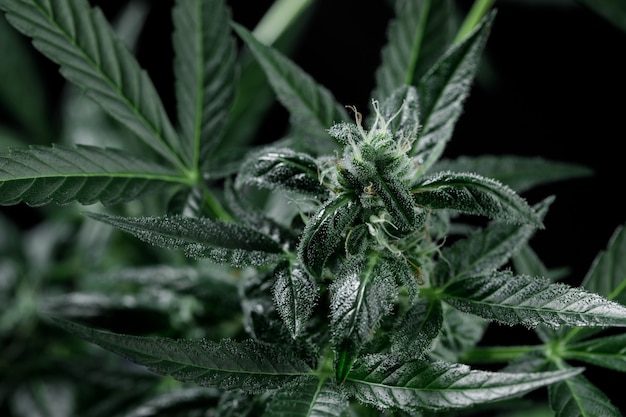 Marihuana verlässt Cannabispflanze
