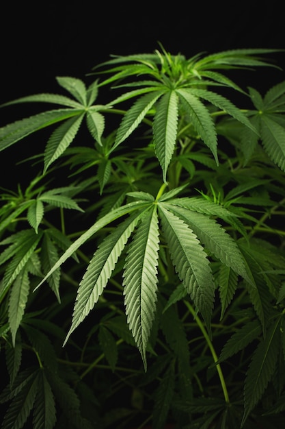 Marihuanablätter, Cannabis auf dunklem Hintergrund, schöner Hintergrund, Indoor-Anbau.