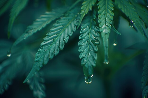 Marijuana macro hoja de cannabis con gotas de agua