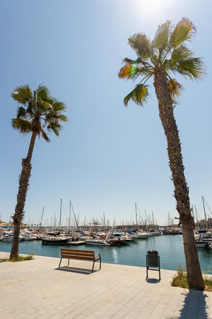 Marina mit Yachten in Alicante Spanien Leere Bank und Palmen sonniger Tag