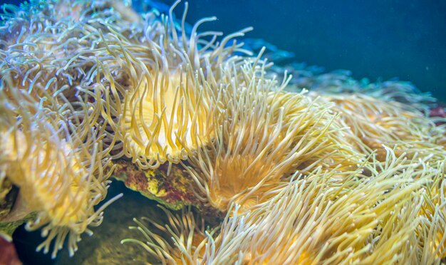 Marine, schöner Clownfisch in der Korallenbank im Meer