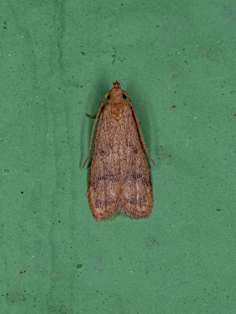 Mariposa adulta de chifre curvo da superfamília gelechioidea