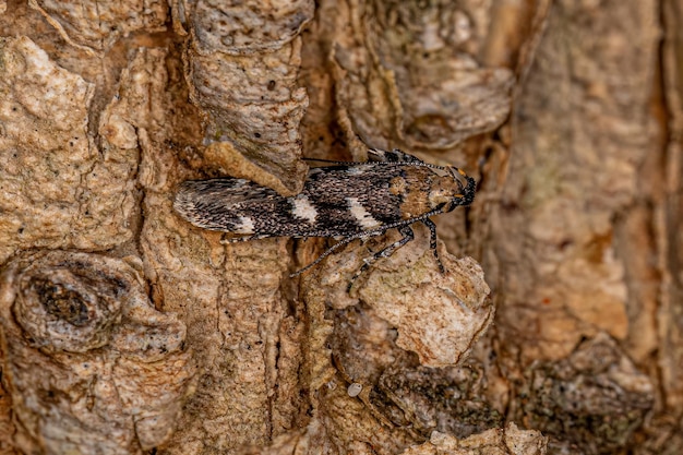 Mariposa adulta