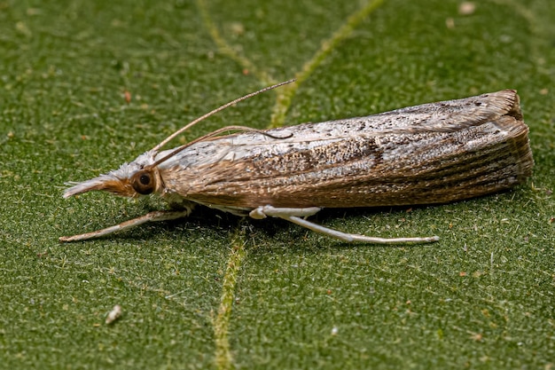 Mariposa adulta