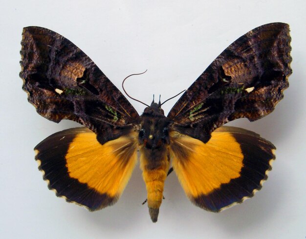 Mariposa aislada en blanco. Hermosa polilla marrón amarilla Eudocima de África macro. Noctuidos.