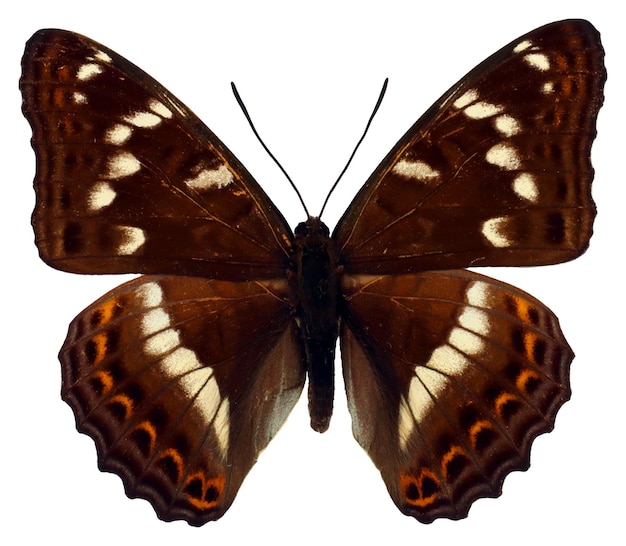 Mariposa aislada en blanco. Álamo almirante Limenitis populi macro close up, nymphalidae, colección