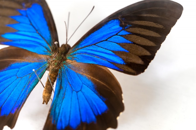 Mariposa con ala de color azul.