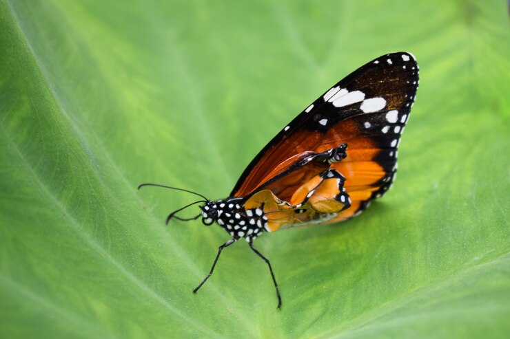 Mariposa con un ala dañada sentada sobre las hojas