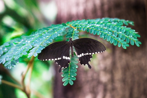 Una mariposa con alas abiertas descansando sobre la planta.