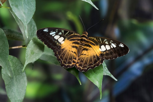 Foto mariposa con alas abiertas en hoja