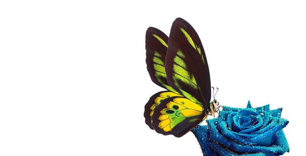 una mariposa con alas amarillas y verdes