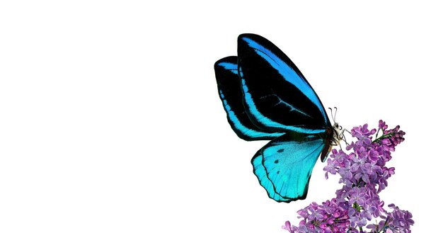 una mariposa con alas azules y un fondo blanco